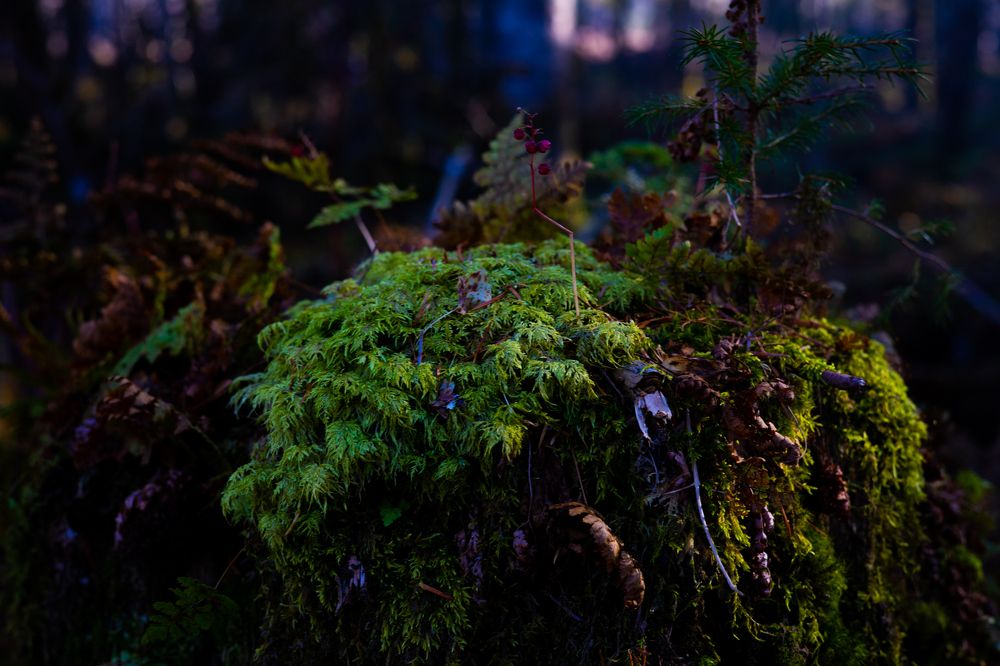 Photograph by Анастасия