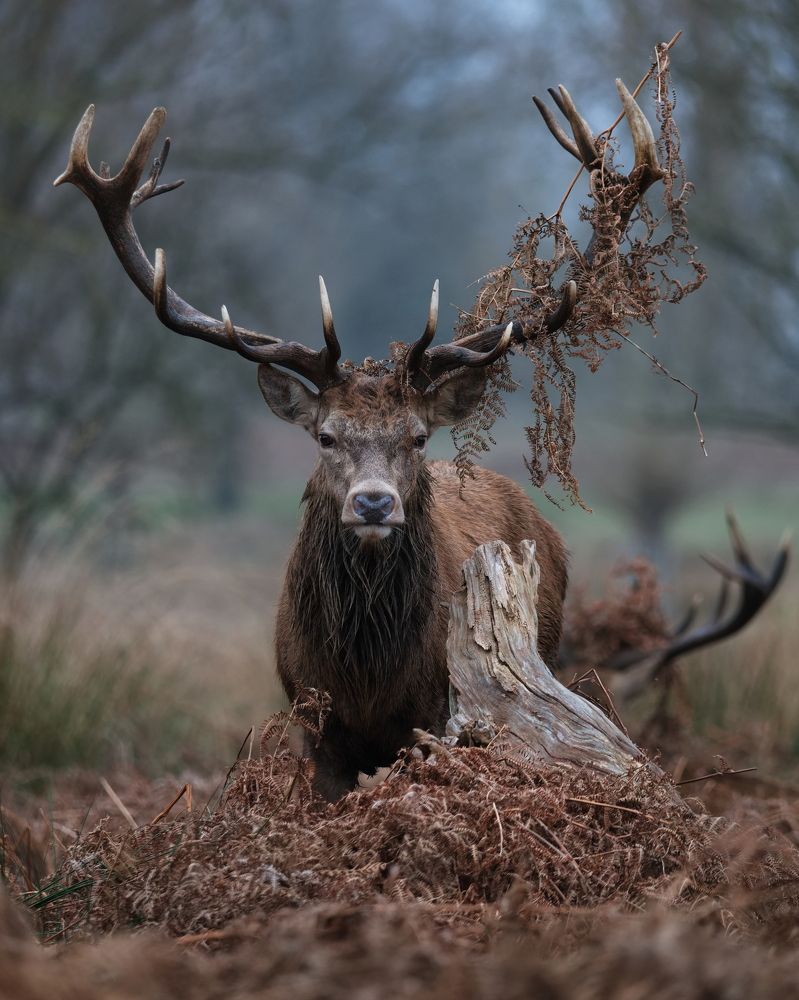 Guardian of the Forest