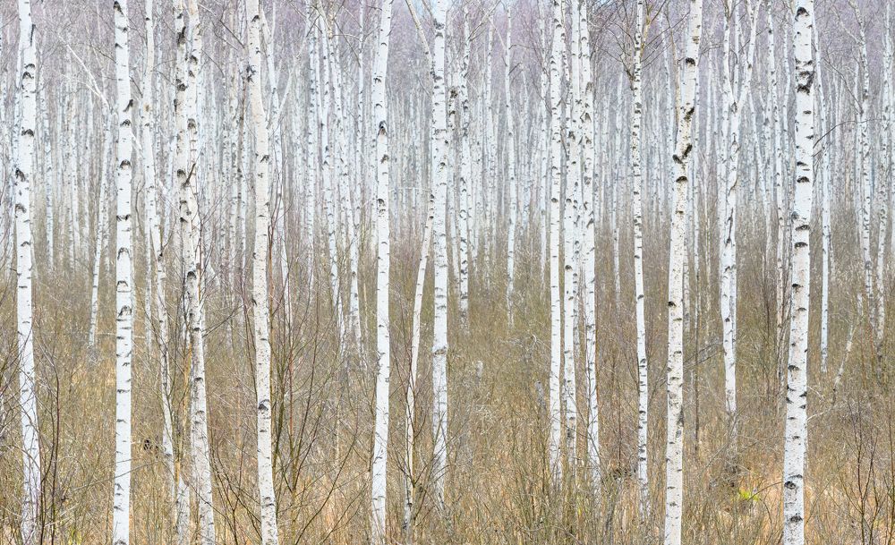 Photograph by Андрей Семенков