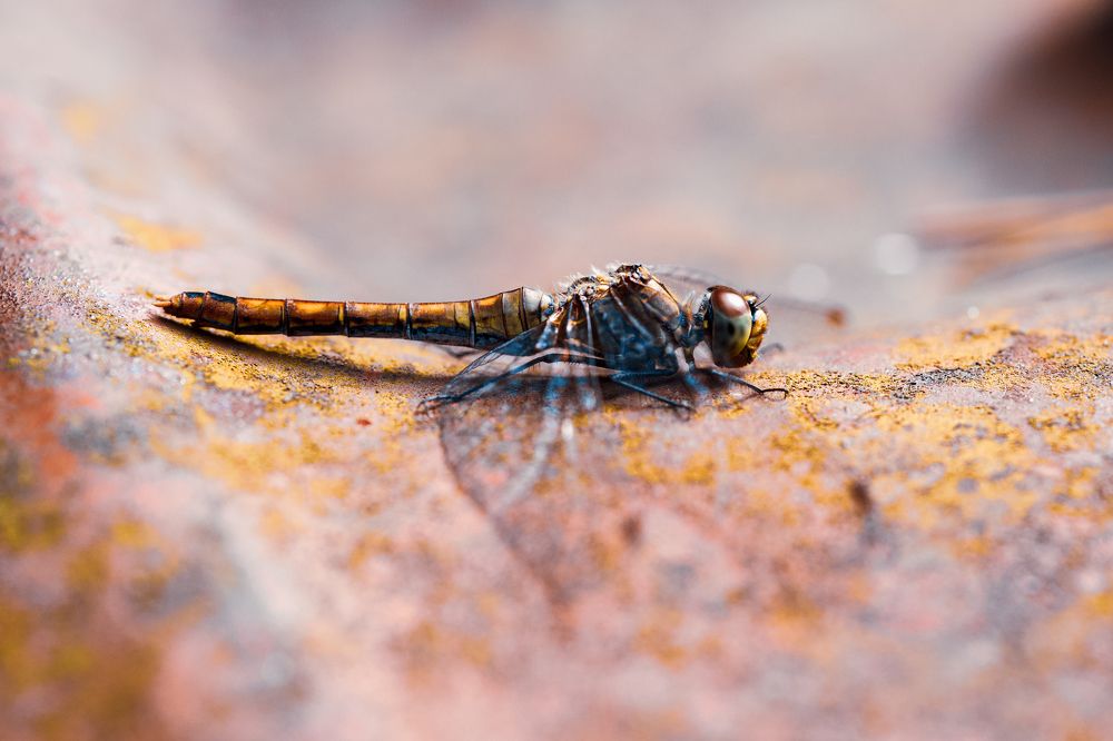 Photograph by Гукасян Геворк