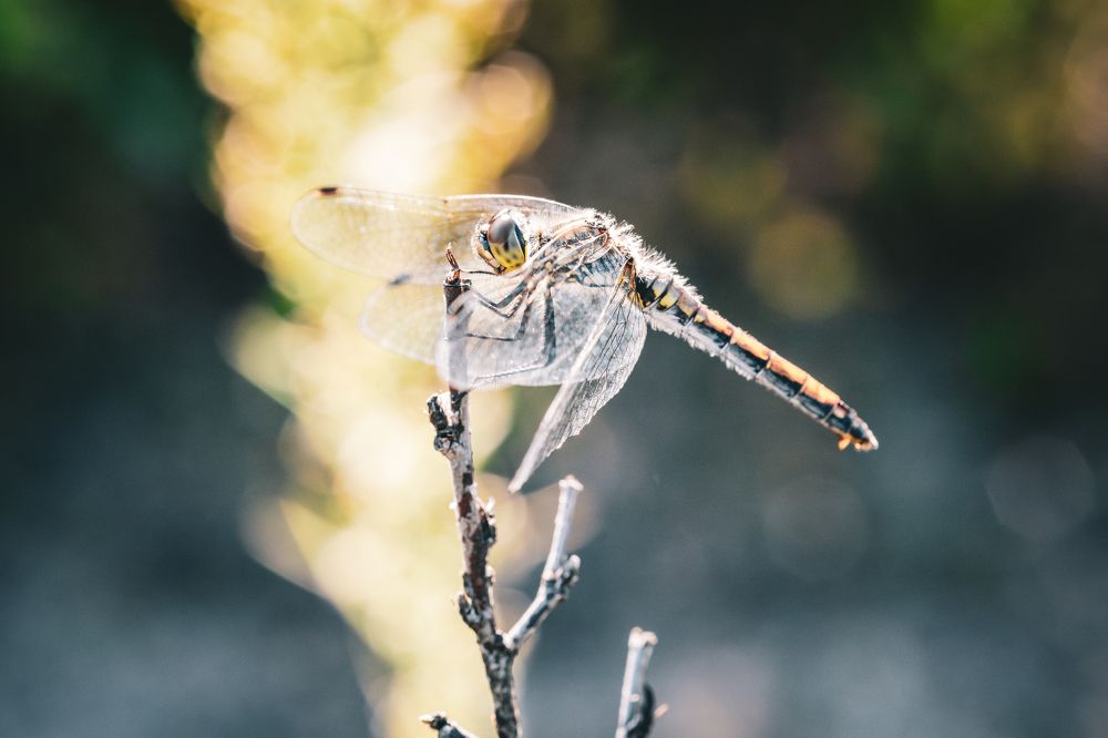 Photograph by Гукасян Геворк