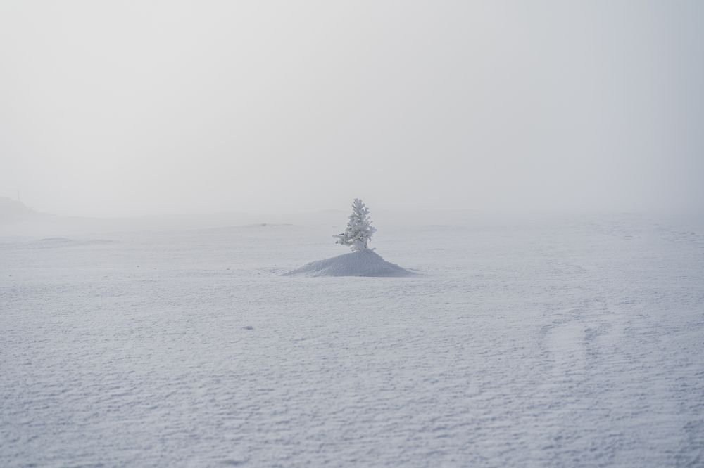 Белоснежное одиночество