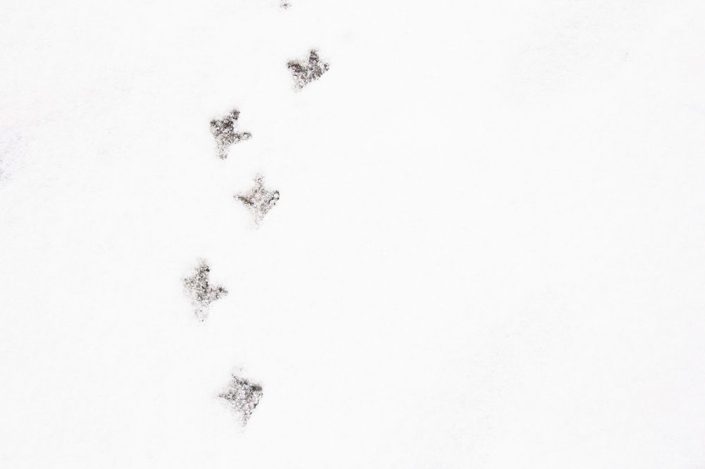 Photograph by Юлия Ломаева