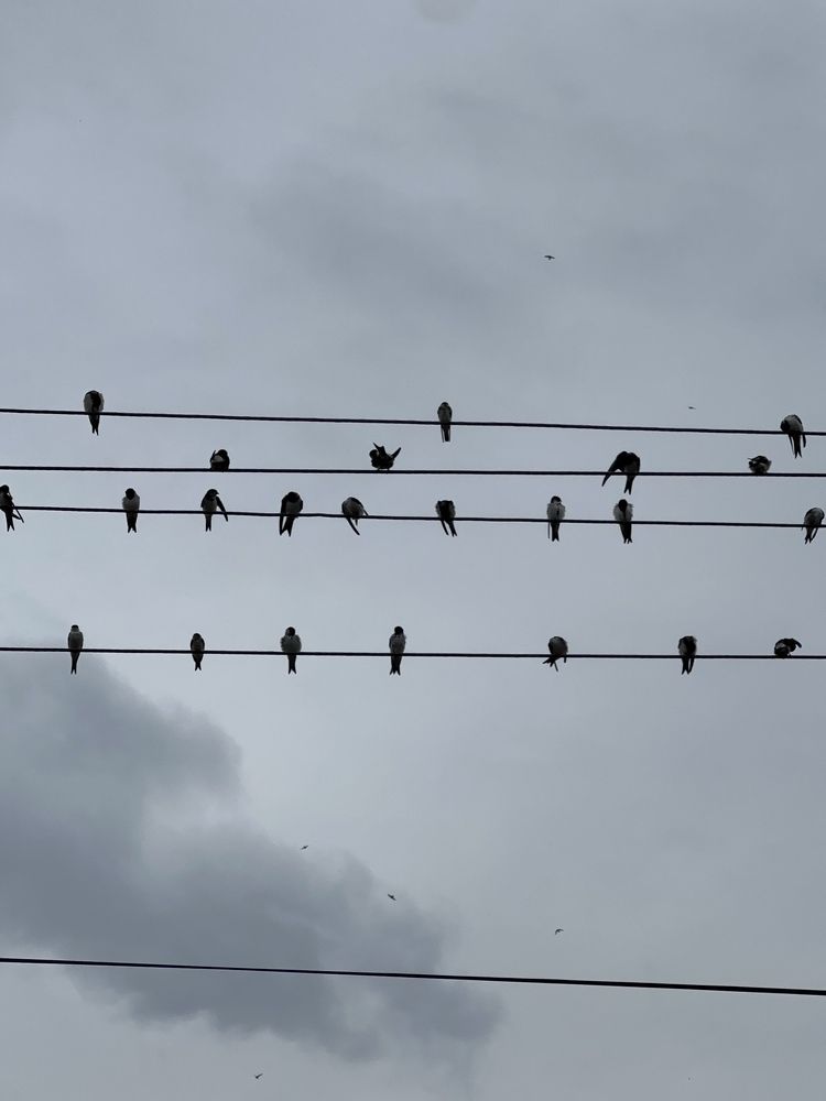 Фотография автора Swetlana Brenitsch