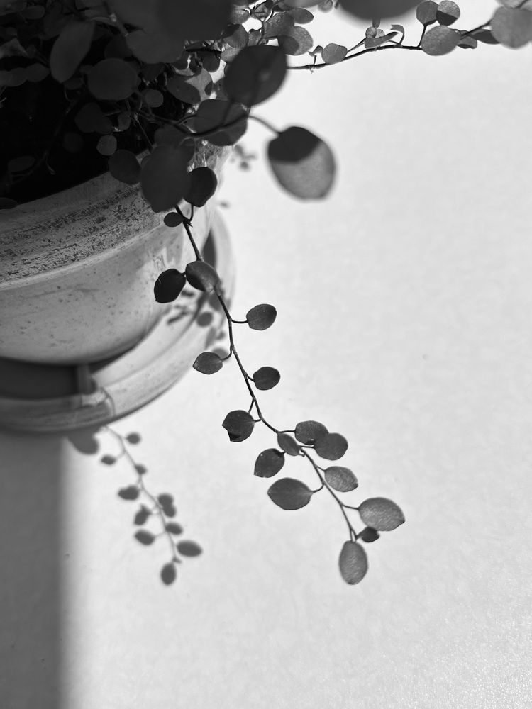 Фотография автора Swetlana Brenitsch