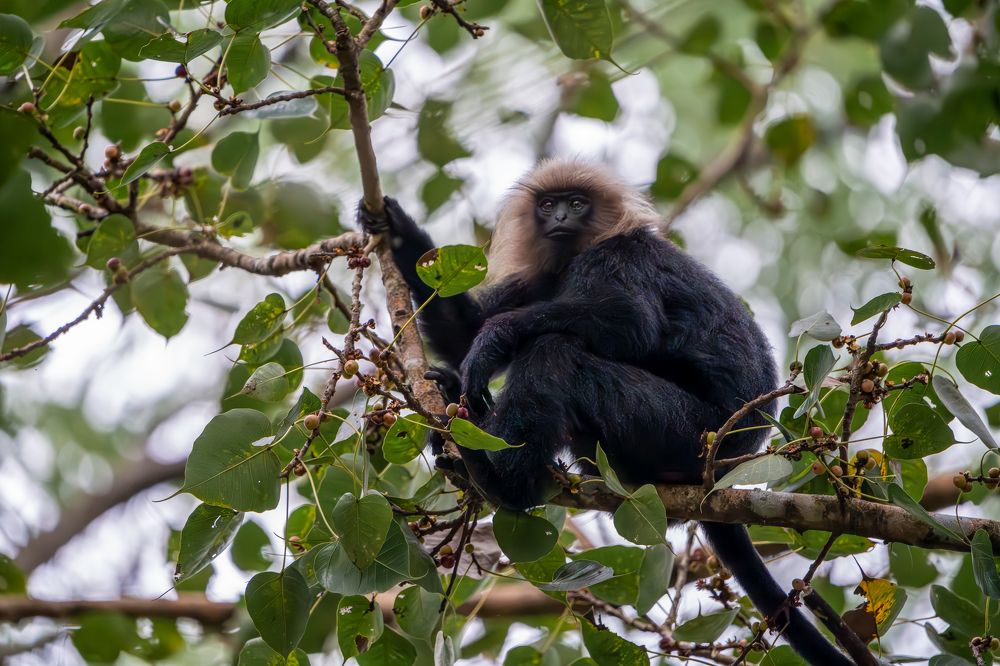 Photograph by Vineeth K