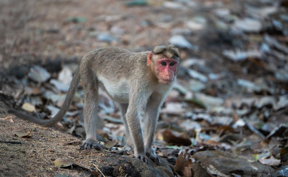 Photograph by Vineeth K