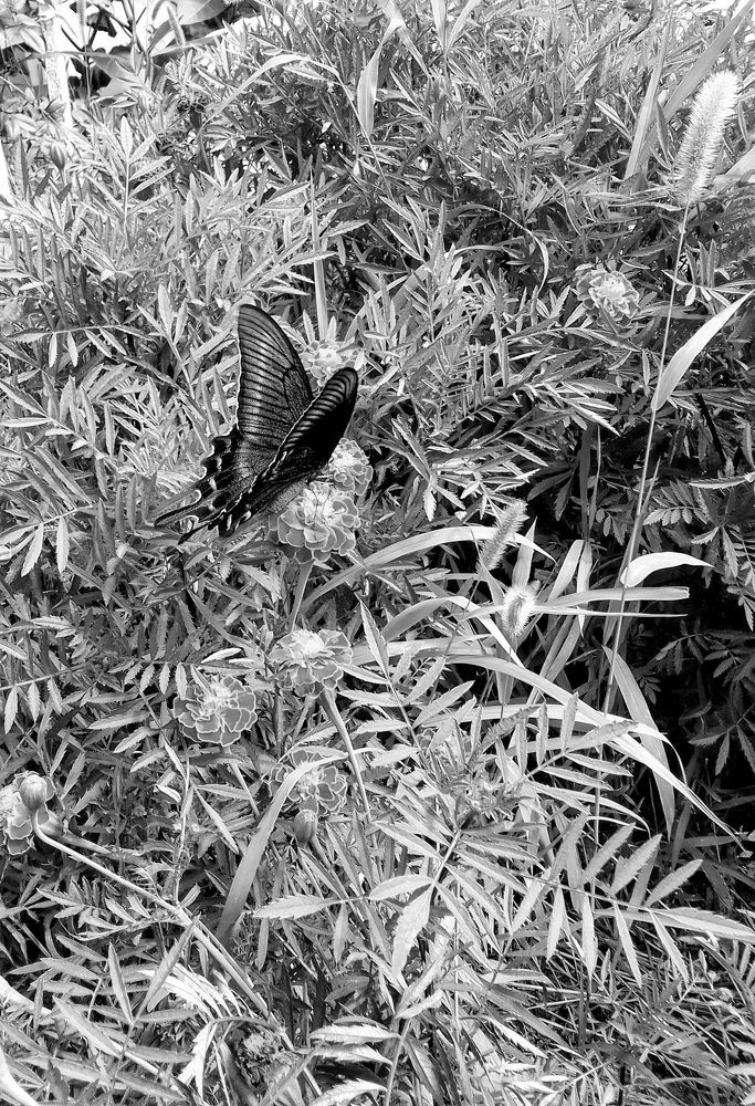 Photograph by Ирина