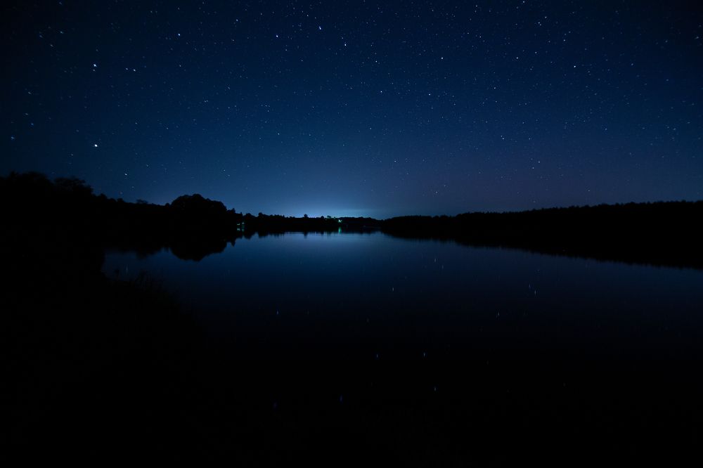 Photograph by Денис radodendron