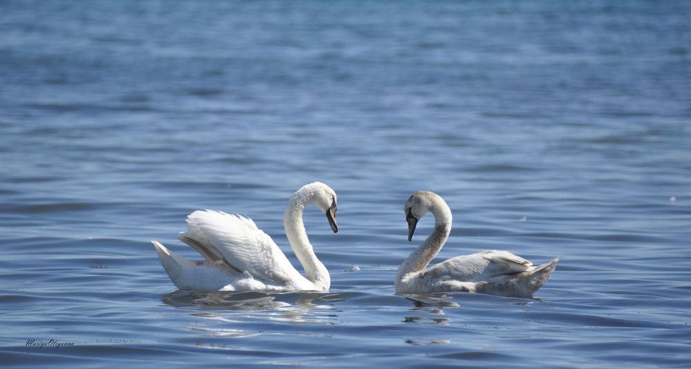 Фотография автора Мария