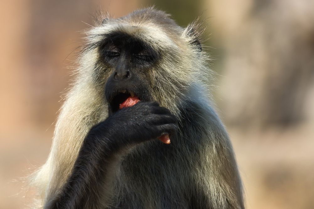 Фотография автора Ashir Kumar