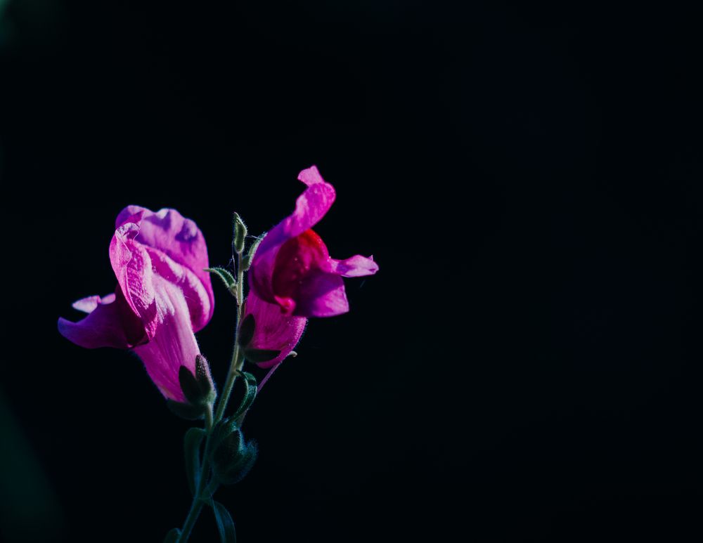 Photograph by Violetta Pensakova