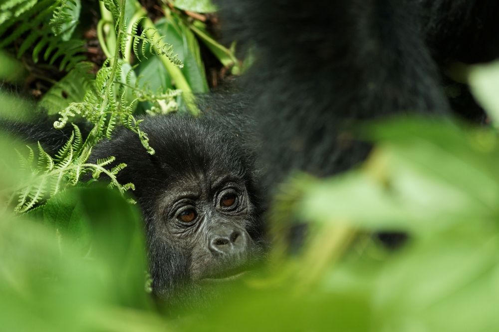 Photograph by Dipanjan Ray