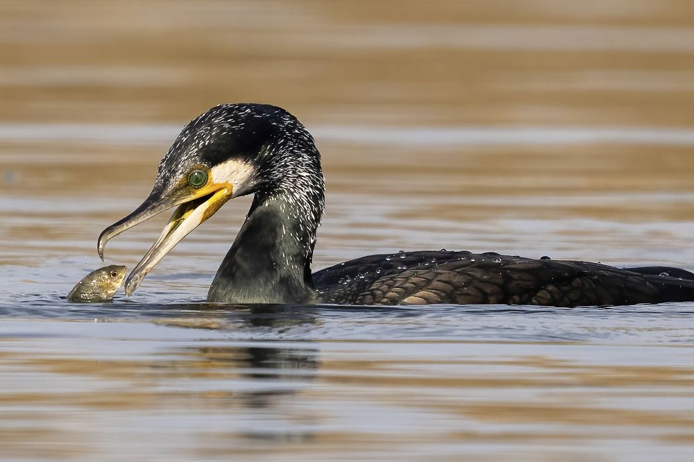 Фотография автора Mohammed sajd Abo ganem