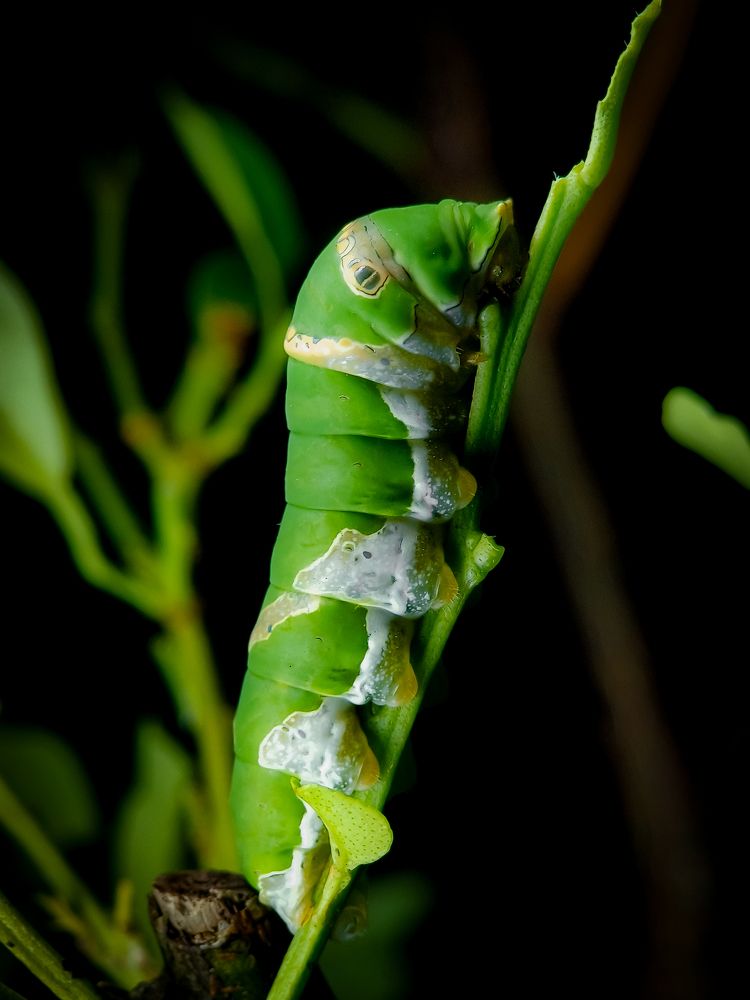 Eastern Tiger Swallowtail