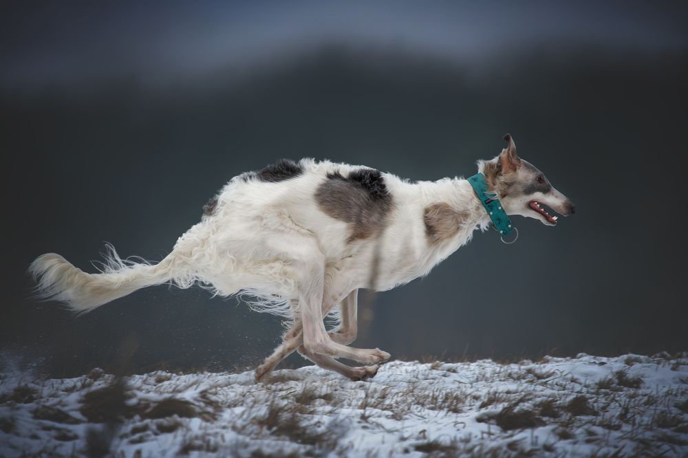 Любовь к бегу