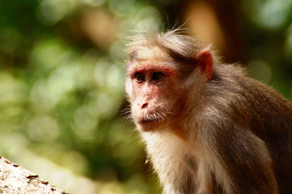 Photograph by Ambewadikar sourabh