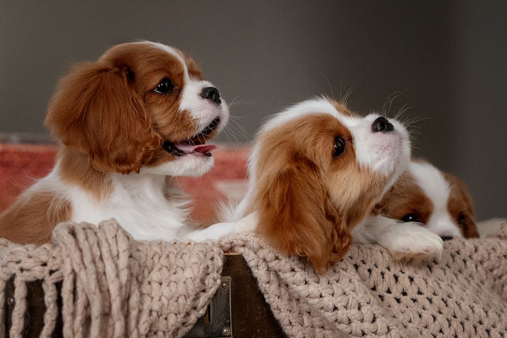 Photograph by Самусенкова Елена