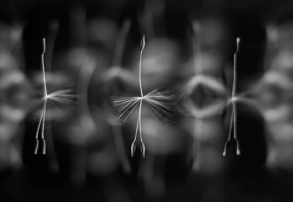 Балерина/Ballerina