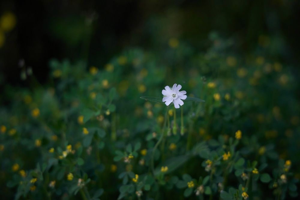 Фотография автора Тамара Степчева