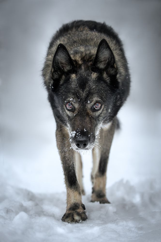 Шерстяной волчара