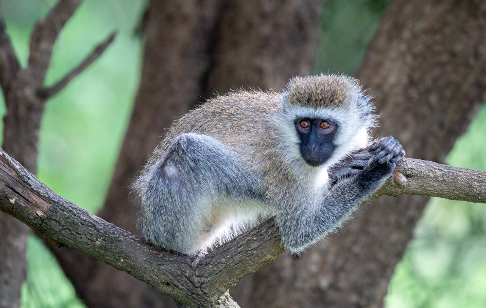 Photograph by Kevin Kipruto