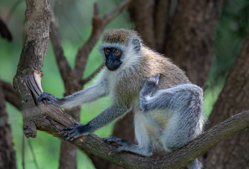 Photograph by Kevin Kipruto