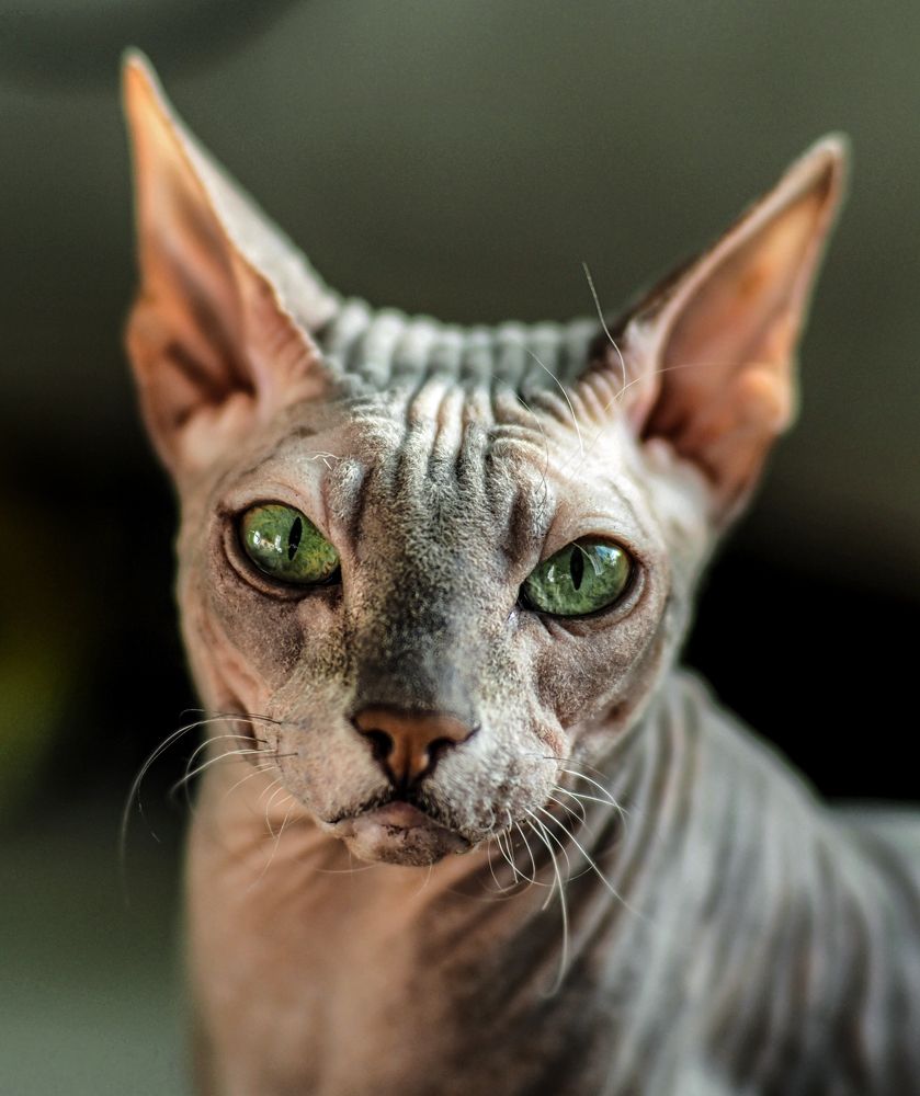 Фотография автора Гоголев Игорь