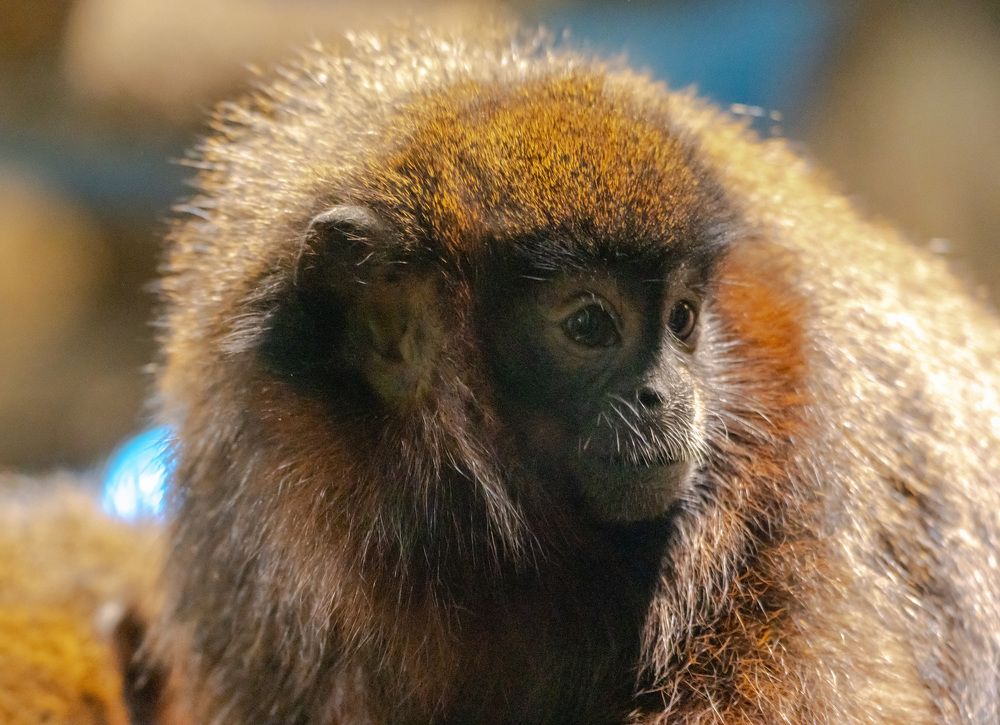 Фотография автора Ruslan Badykov