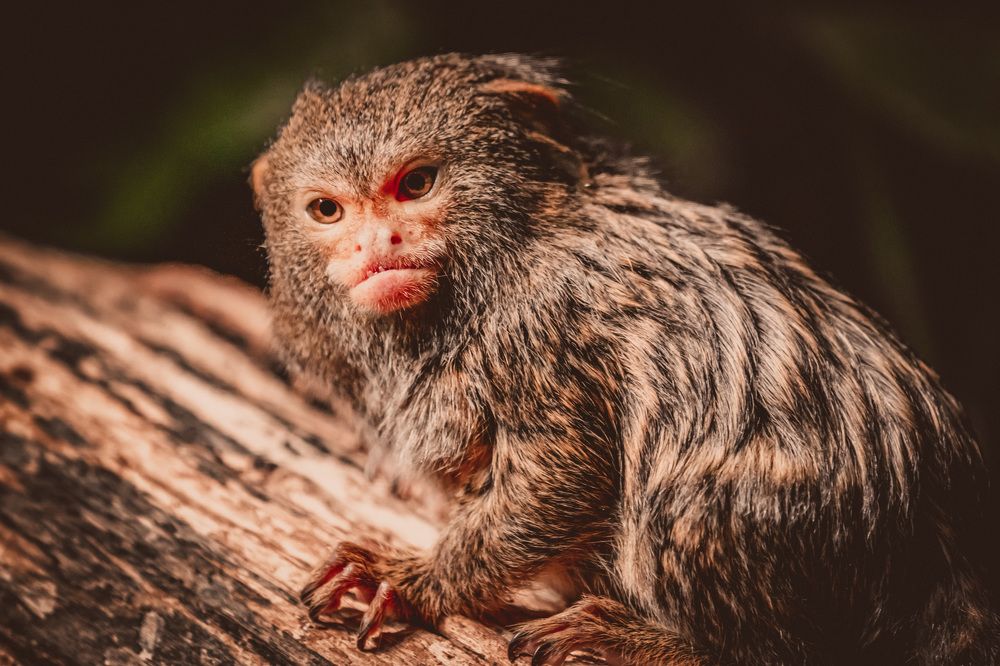 Фотография автора Ruslan Badykov