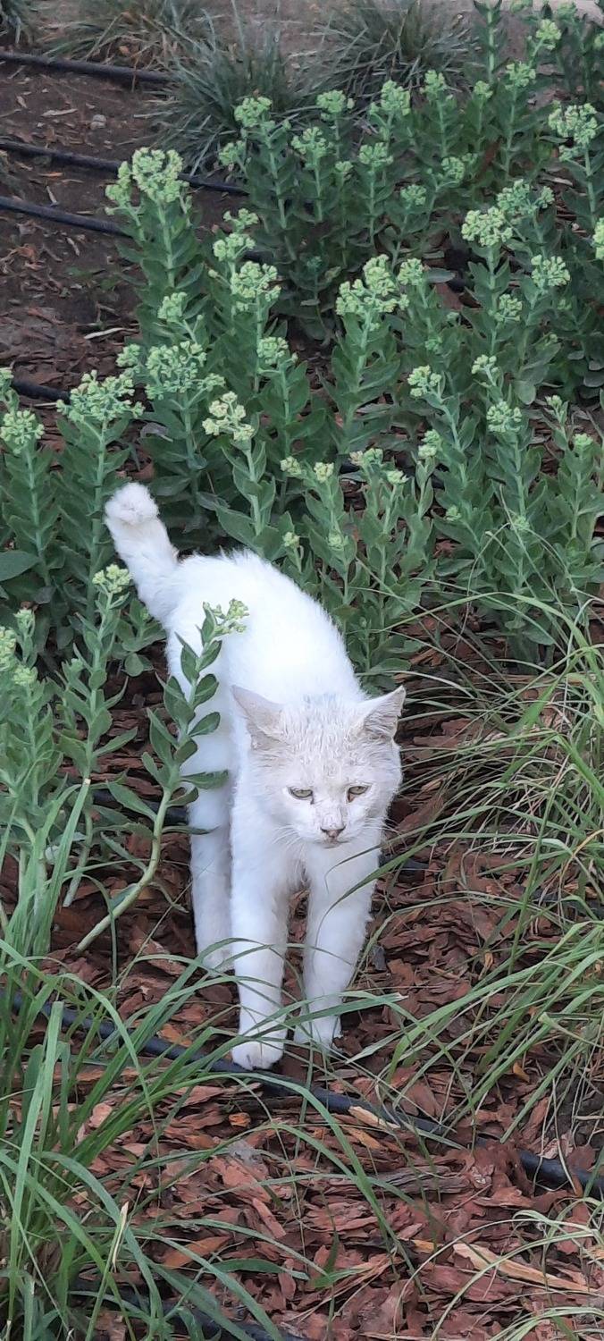 Кошачья грусть