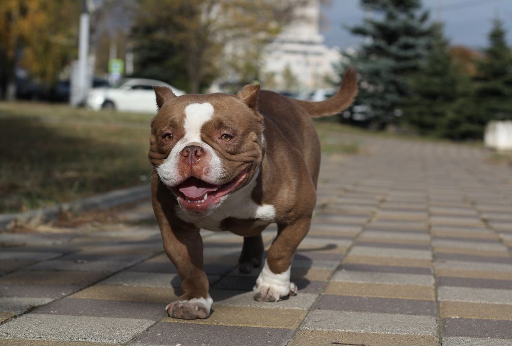 Собака улыбака