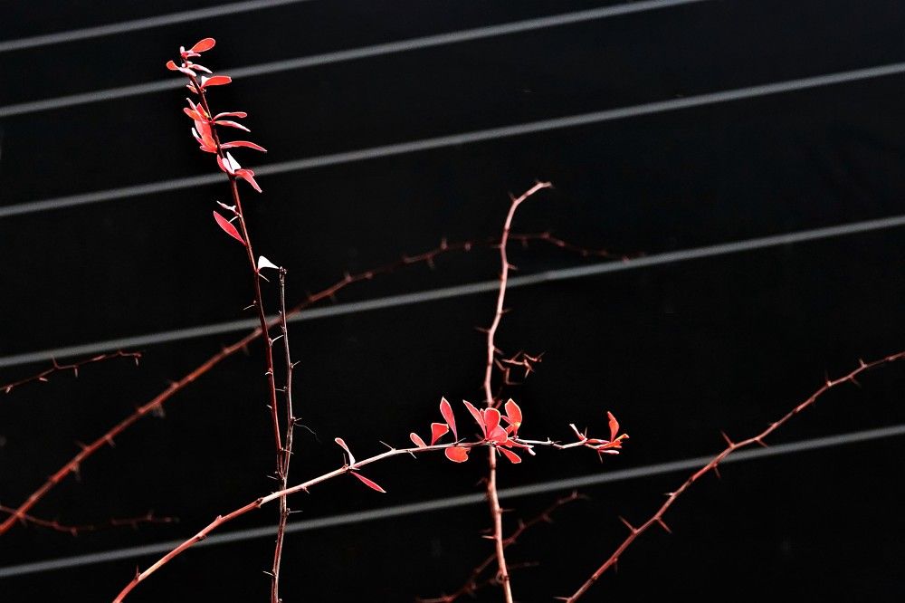 Photograph by jelena konickaja