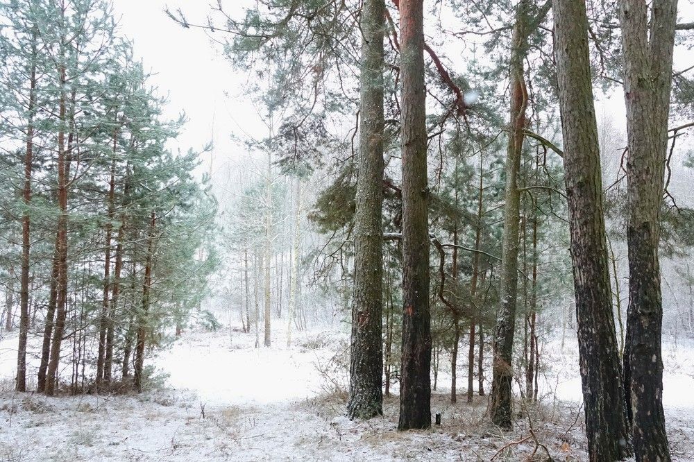 Photograph by jelena konickaja