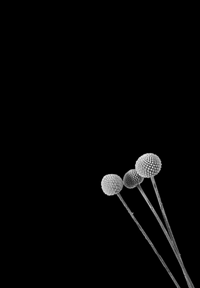 Фотография автора Carlos Sandoval