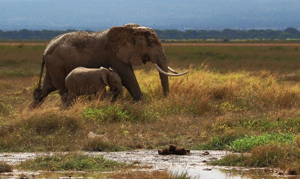 Photograph by Максимушкина Ольга