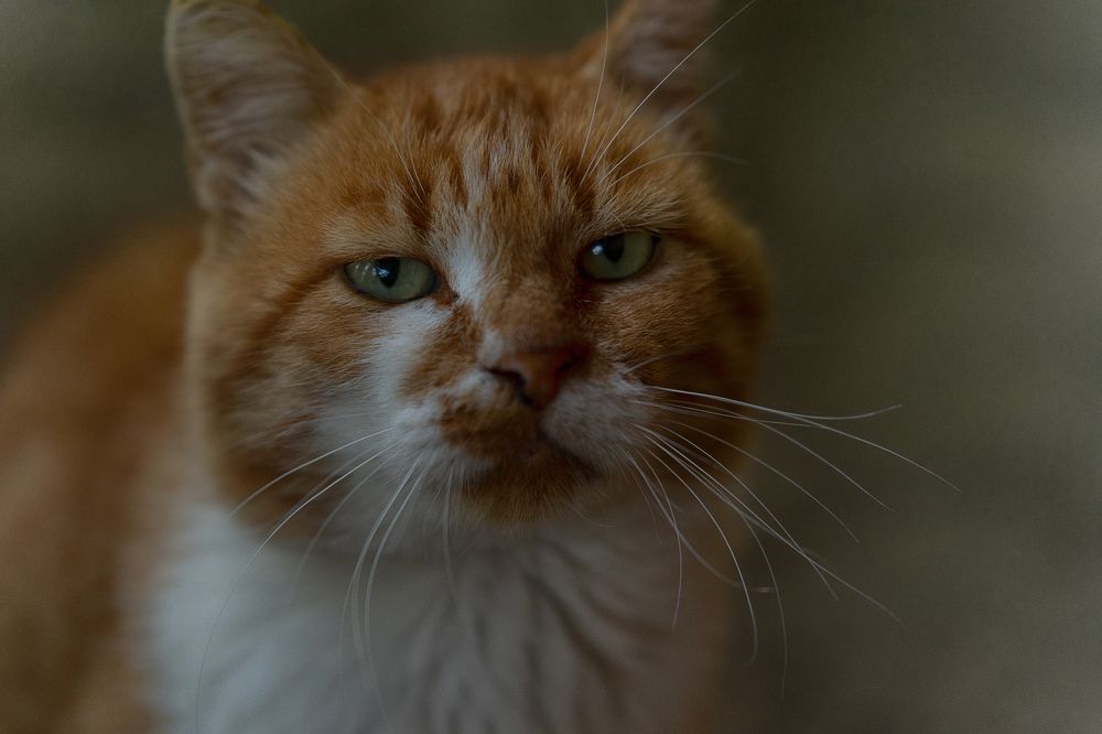 Photograph by Ivanka Iantcheva