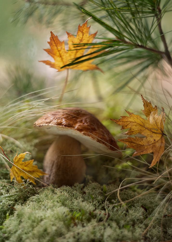 Сказочный вальс