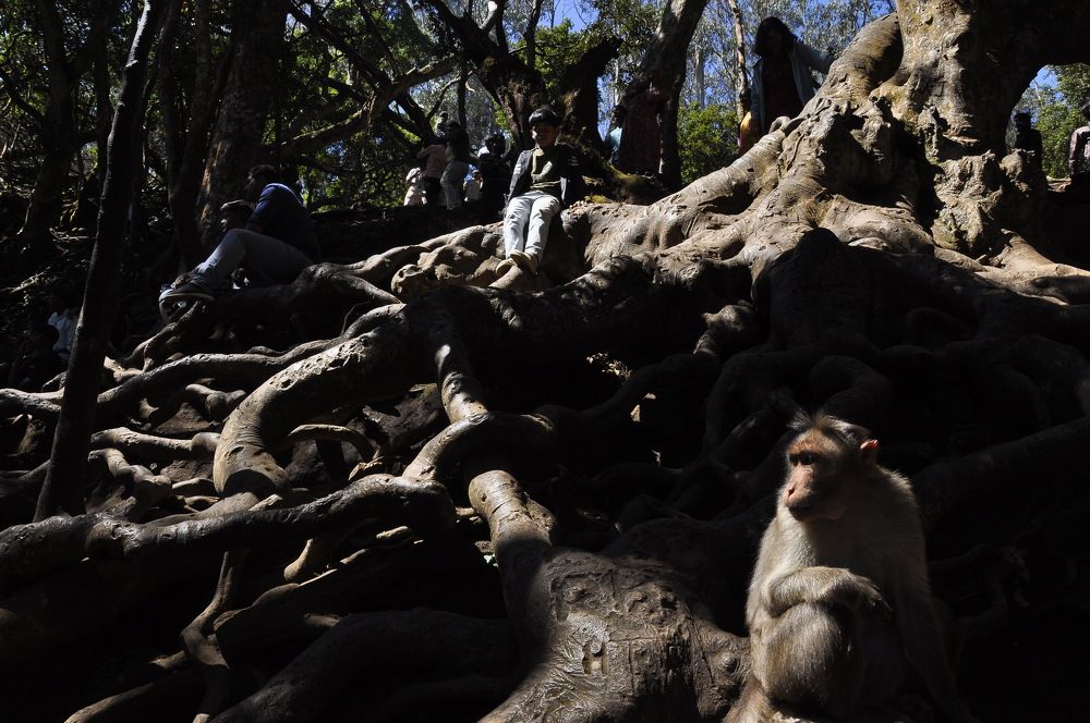 Photograph by SIVAMOORTHY VELMURUGAN