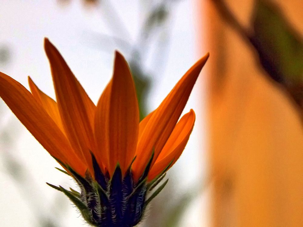 Цветок. Автор Натан