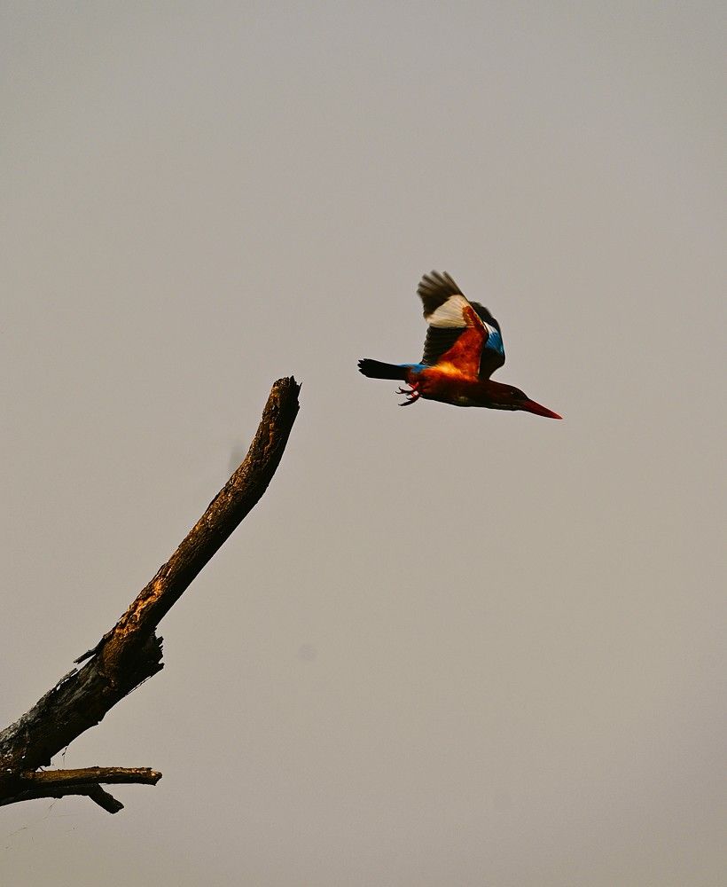 Photograph by Raushan Kumar