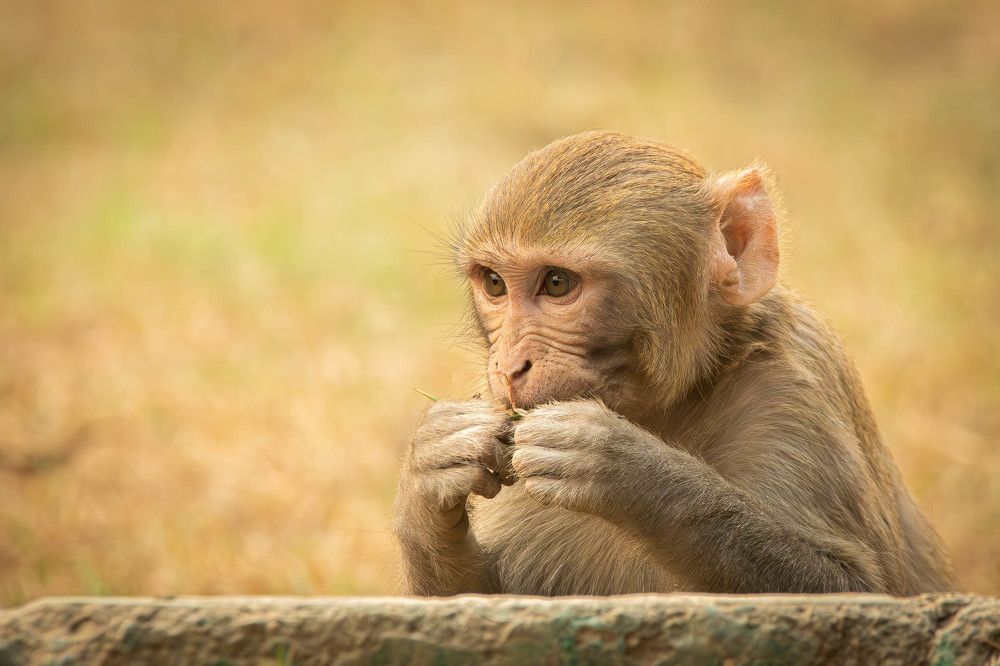 Photograph by Alexei Kriptozoy