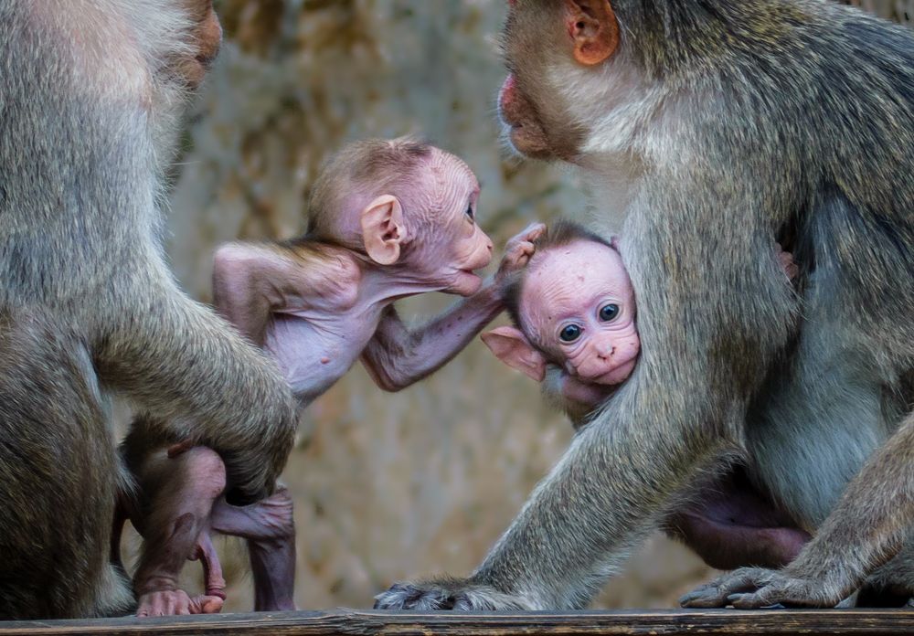 Photograph by Yadhu krishnan