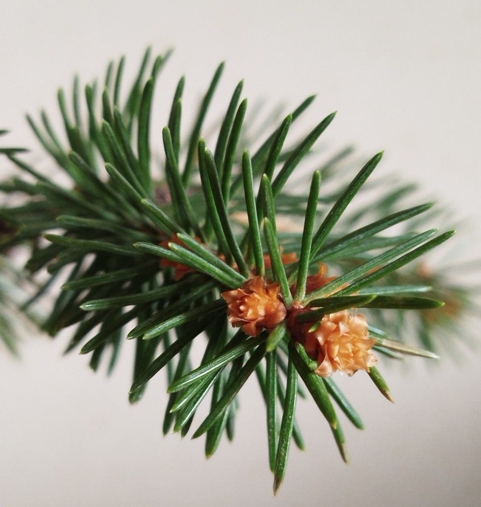 Photograph by Елена Алешкевич