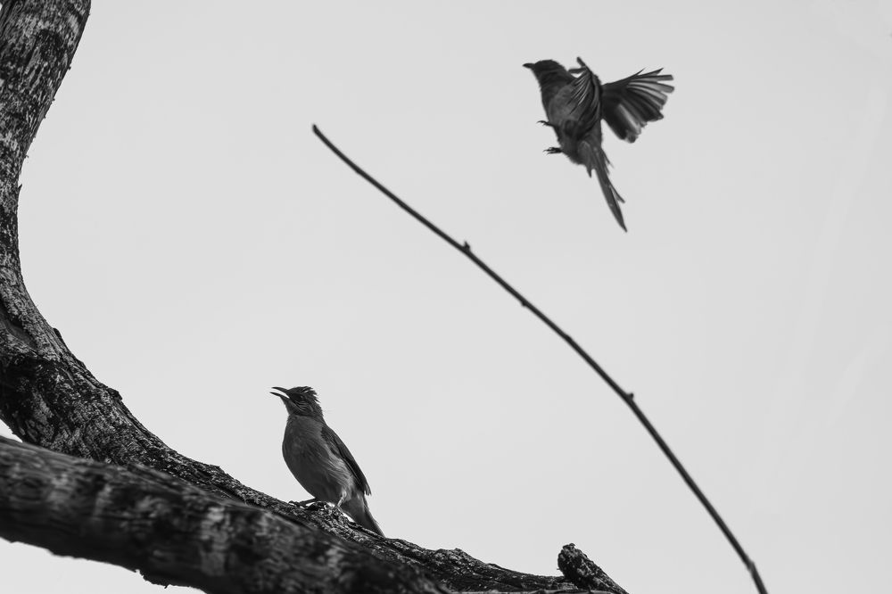 Photograph by Alexei Kriptozoy