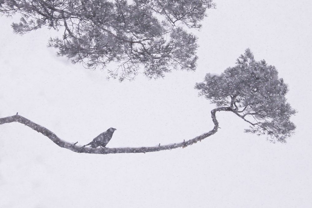 Photograph by Alexei Kriptozoy