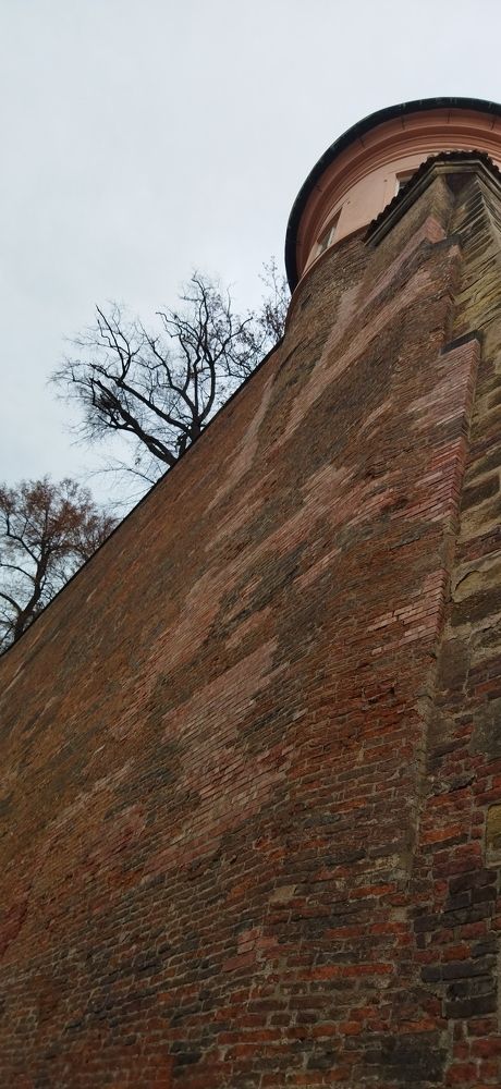 И на камнях растут деревья.