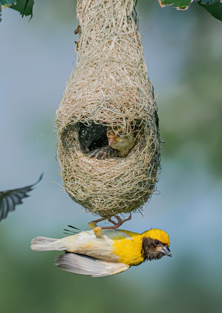 Фотография автора Mani