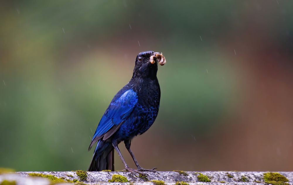 Фотография автора Mani