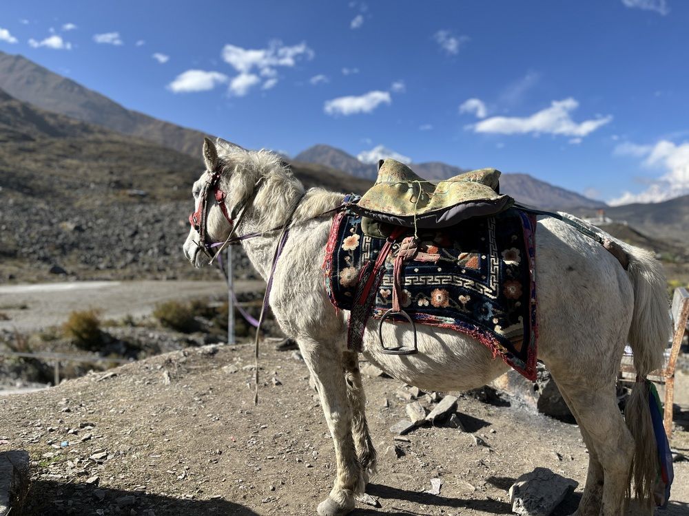 Animals of mountain